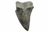 Fossil Broad-Toothed Mako Tooth - South Carolina #214545-1